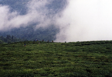 Darjeelings Teeg&auml;rten