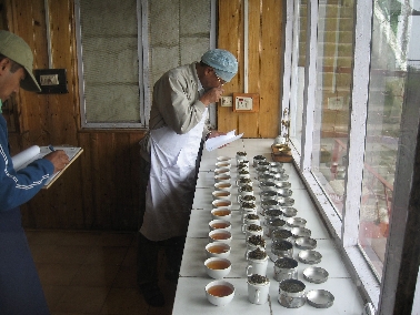 Qualit&auml;tskontrolle-Teatasting