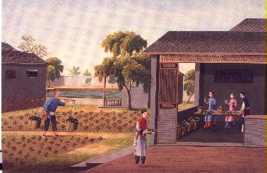 Vorsortieren der Teebl&auml;tter