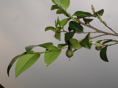 Tee&ouml;lbaum