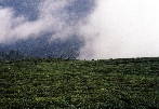 Darjeelings Teeg&auml;rten