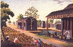 Pf&uuml;cken der Teebl&auml;tter
